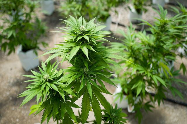 Marijuana Grow Near Albany For State's Legal Medical Marijuana Dispensaries